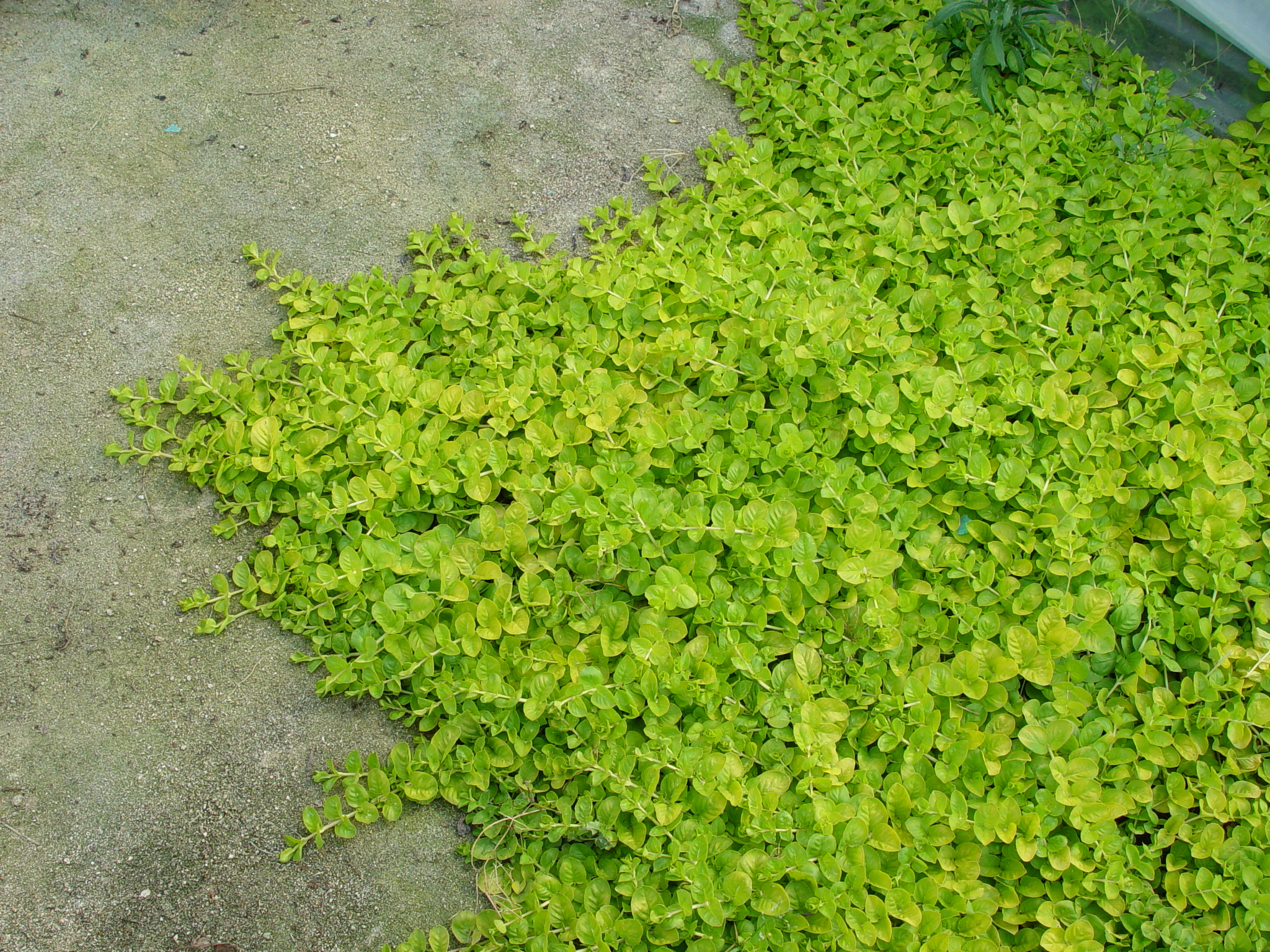 Lysimachia nummularia 'Aurea'